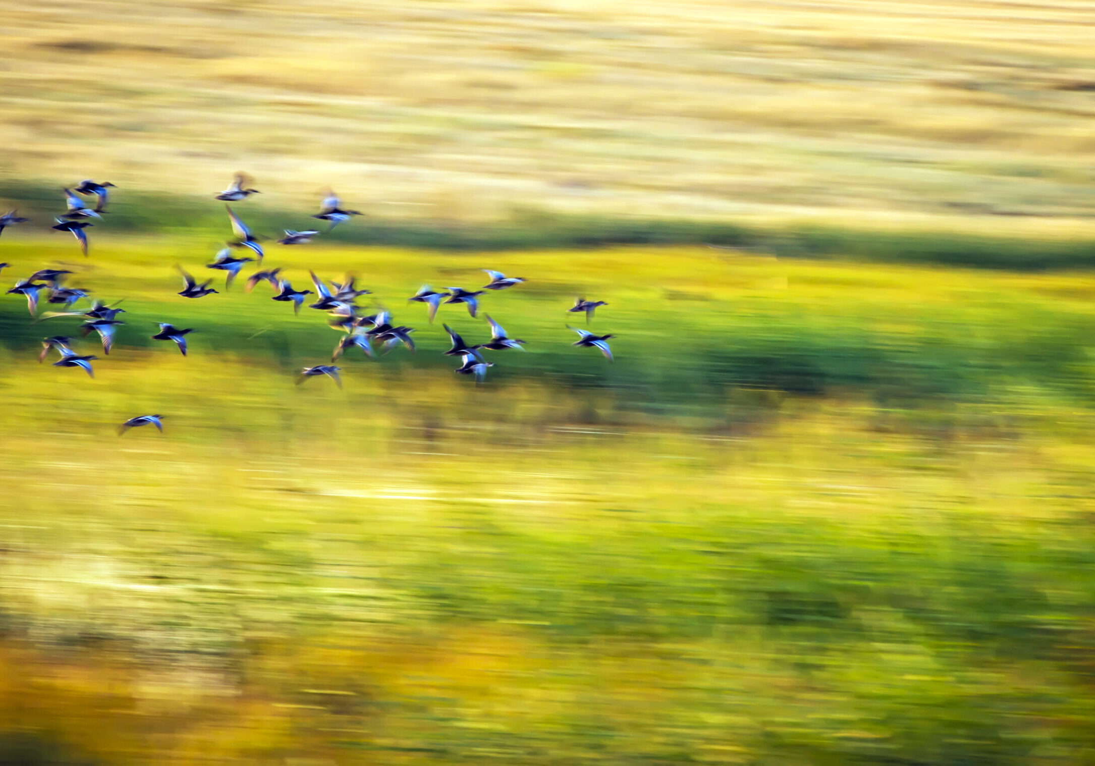 flying-birds-motion-blur-background-colorful-nat-2026-01-09-14-42-00-utc